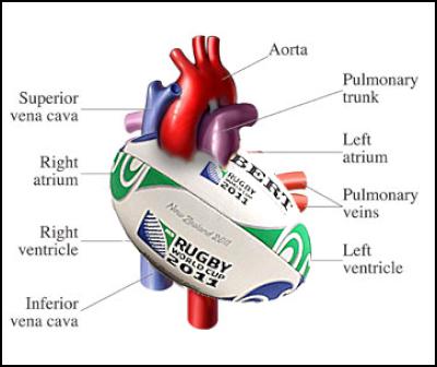 rugby, heart, rugby ball, health, sport