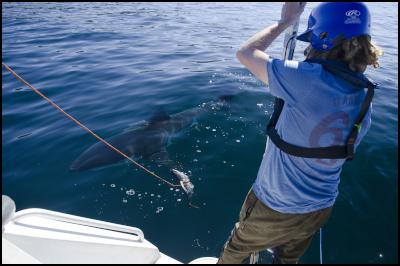 Kina Scollay shark
tagging. Credit: NIWA