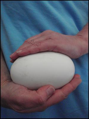 kiwi
egg