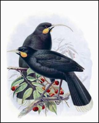 Buller's Birds of
New Zealand: The Complete Work of JG Keulemans -
huia