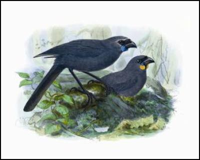 Buller's Birds of
New Zealand: The Complete Work of JG Keulemans – kokako
and koka