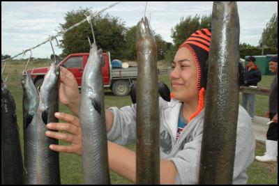 A new documentary
to screen on Maori Television reveals the extraordinary
life-cycle of the longfin eel (tuna), its history among
Maori tribes and the hard-work of those who are helping the
threatened species survive. Bleeding and drying, Meikura
Arahanga hangs up tuna near Taumutu Marae,
Canterbury.