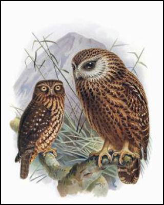 Buller's Birds of
New Zealand: The Complete Work of JG Keulemans – ruru and
whekau