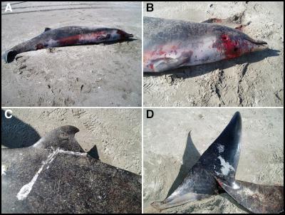 stranded spade-toothed beaked whale discovered