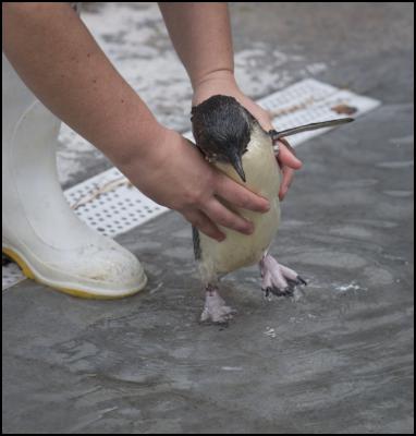Little Penguins
make big splash at National
Aquarium