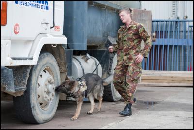 Dog handler Sapper
Liam Harris with Xia, detecting hidden explosives as part of
training. 