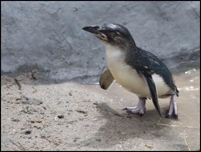 Little Penguins
make big splash at National Aquarium