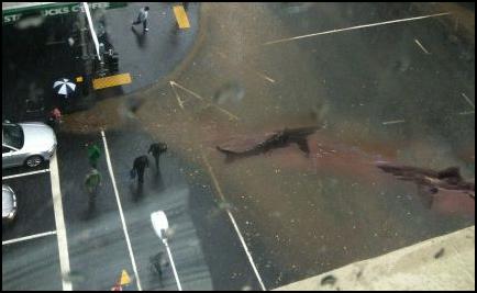 sharks, street, flooding, Auckland, Queen St