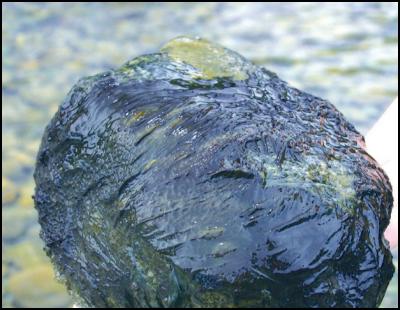 Toxic algae on
rock