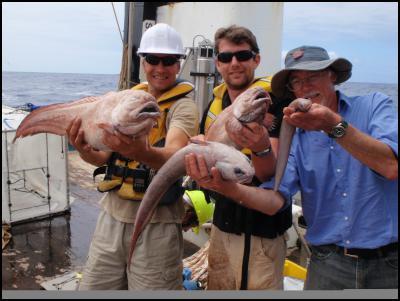 From left to right,
Steve Bailey, Dr Alan Jamieson, Te Papa’s Andrew Stewart.
Holding specimens of deep-sea cusk eel, cosmopolitan rattail
and new eelpout. Photo credit: Malcolm Clark,
NIWA