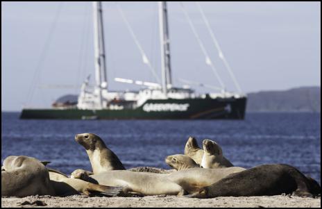 31-1-13. New
Zealand sea lions lie on the beach at Sandy Bay, Enderby
Island, in the New Zealand subantarctic. The Rainbow Warrior
lies at anchor beyond. PHOTO ©: GREENPEACE/DAVE
HANSFORD
