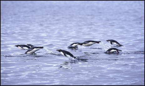 31-1-13.
Yellow-eyed penguins porpoise across Port Ross off main
Auckland Island in the New Zealand subantarctic. PHOTO ©:
GREENPEACE/DAVE HANSFORD