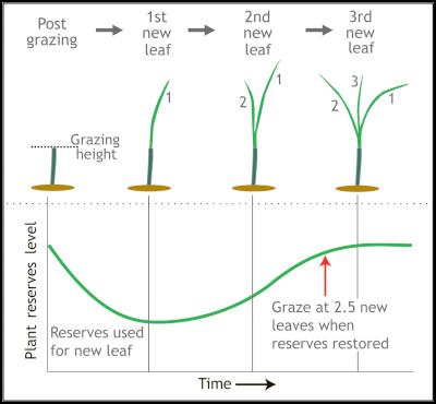 Once rain comes
don't graze until ryegrass tillers each have 2.5 leaves, so
plant reserves are replenished for re-growth.