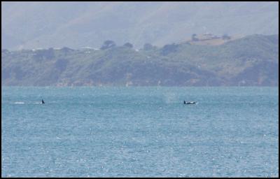 orcas in wellington
harbour