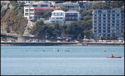 orcas in wellington
harbour