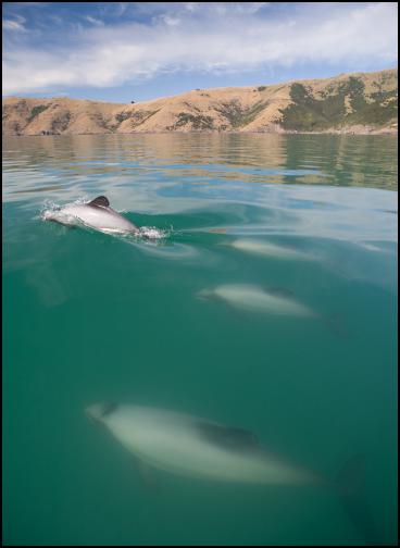 Photo credit; Steve
Dawson. Hectors off Onawe mid-winter show Hector's dolphins
well within the flounder area in mid-winter.