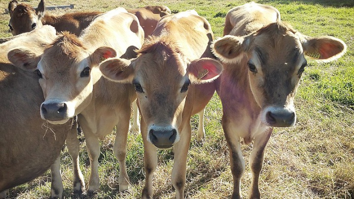 Jersey cows -
Mailolstar / Wikimedia Commons