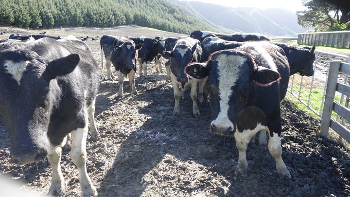 All feedlots, even
those with resource consent, were in breach of the council's
own Regional Resource Management Plan which stipulates soil
and groundwater must not be adversely affected, Mr Lusk
argues. Photo: RNZ / Anusha Bradley 