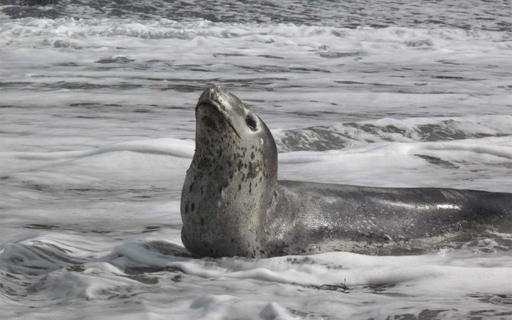 File photo of a
leopard seal. Photo: Brent Tandy / Department of
Conservation website 