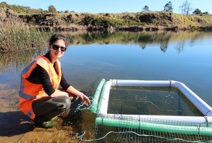 Biosecurity Officer
Ashlee Lawrence with the Northland Regional Council’s
prototype turtle trap at Hikurangi’s Lake Waro.