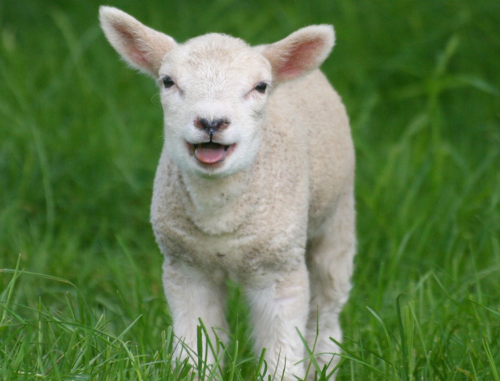 a lamb in a field.
on the lam, if you will