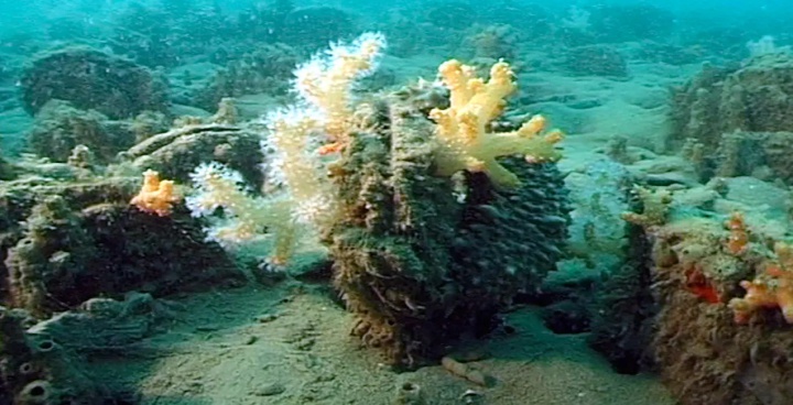 a range of things
grownin on the sea bed, some with
corals