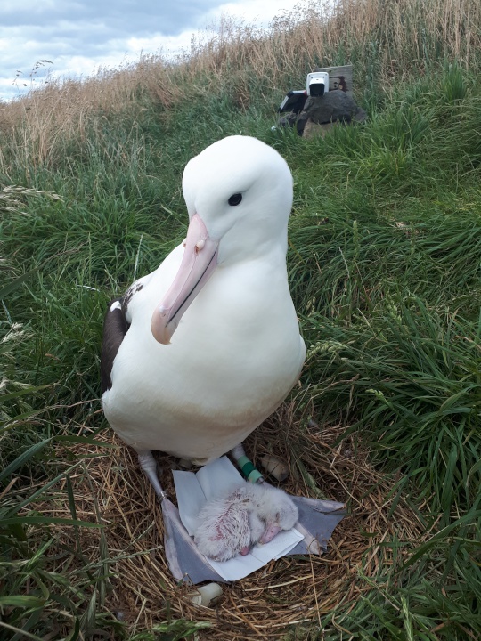 Albatross with
chick between feet, standing in front of camera
installation