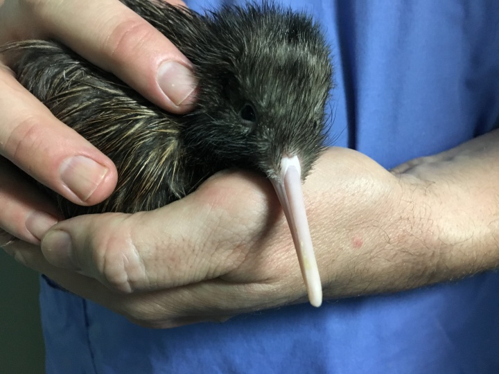 vet's hands holding
a kiwi chick