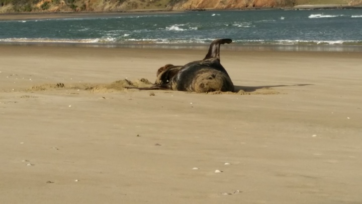 a sea lion rolling around on a beach