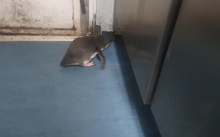 a small penguin on
a lino floor, peering under a cupboard door