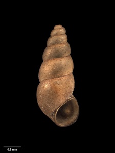 a snail shell about
.7mm wide at the based and about four times as long,
tapering to a rounded end. The surface  seems to have many
little rough bits