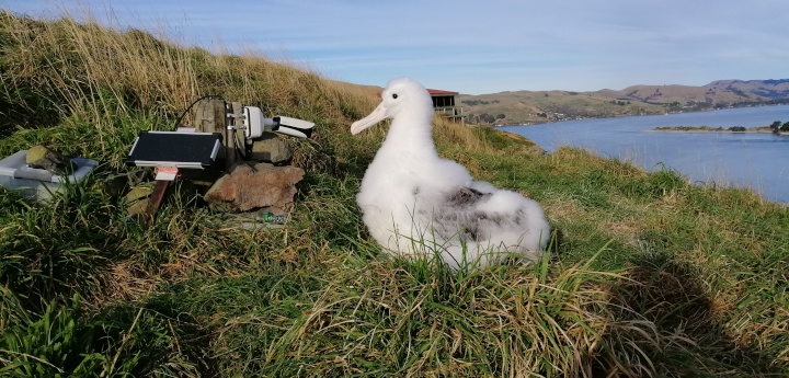 a large but downy
albatross chick sitting in front of the webcam camera