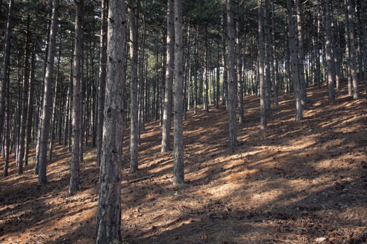 a pine plantation