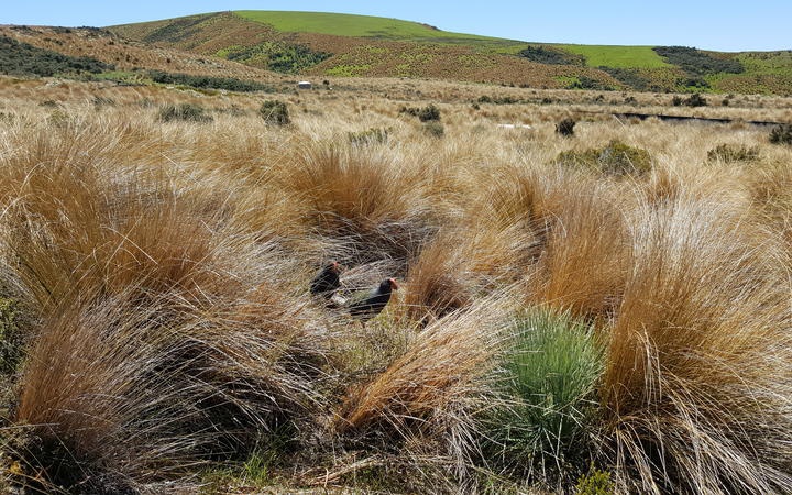 two takahē in an
area of tussock grass. Hills, one showing a grassed aream
and a building can be seen in the distance