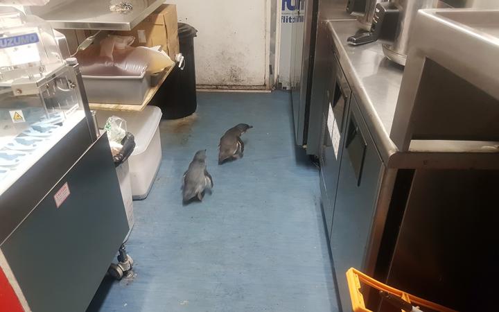 two small penguins
on a kitchen/shop floor