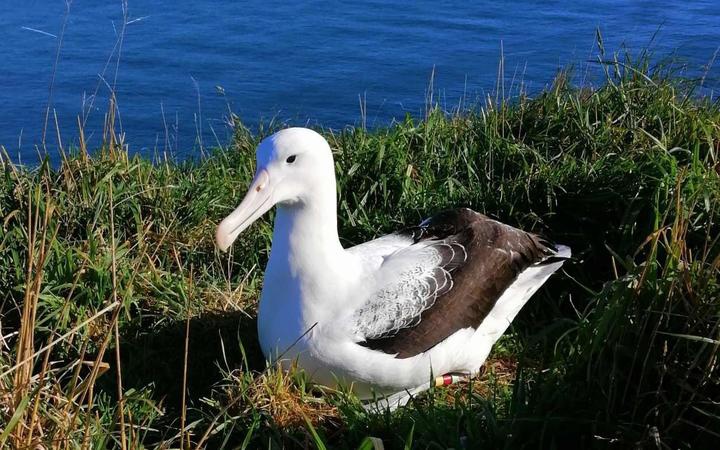 an albatross
sitting in grass
