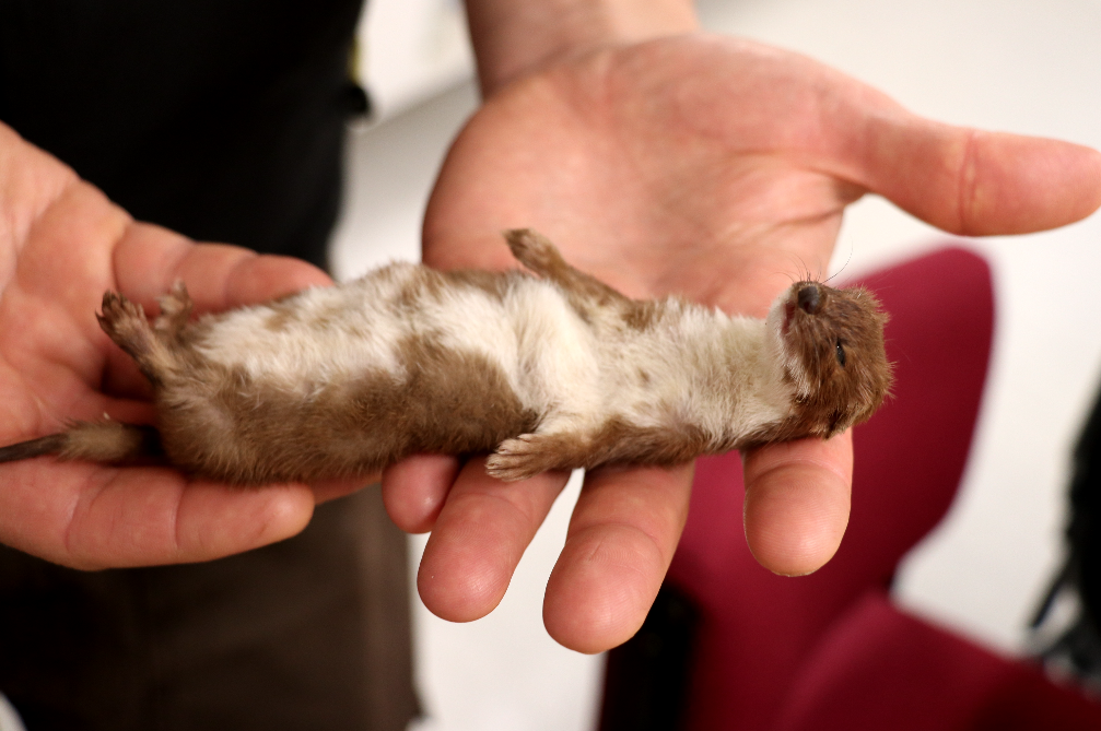 hands holding a
dead weasel