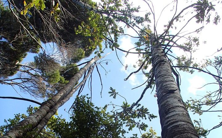 tall kauri trees
with bare dead branches