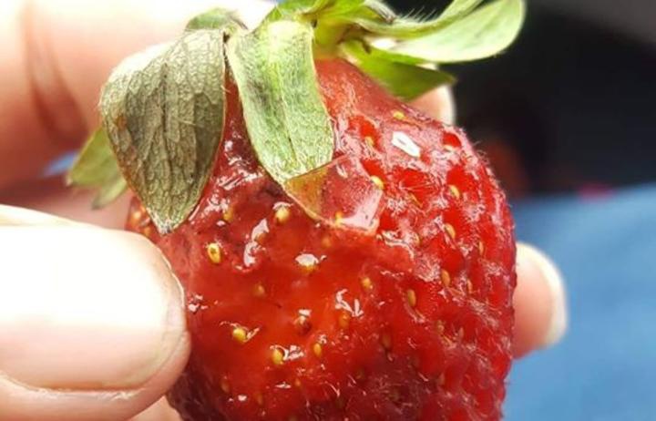 a strawberry with a
small thin curved piece of glass on it